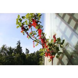 Rungollinen punaherukka Ribes rubrum Viheraarni
