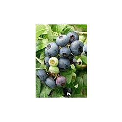 Tarhapensasmustikka Viheraarni Vaccinium Northcountry