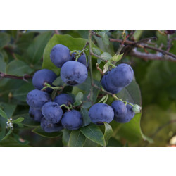 Tarhapensasmustikka Vaccinium Viheraarni Arto