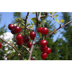 Kirsikka Prunus cerasus Viheraarni Varjomorelli