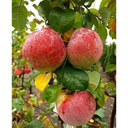 Hillittykasvuinen talviomena Viheraarni Malus Domestica Lobo Hk