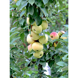 Pilariomenapuu Viheraarni Malus President