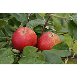 Kesäomena Viheraarni Malus Punaposki 6-8 satoikäinen
