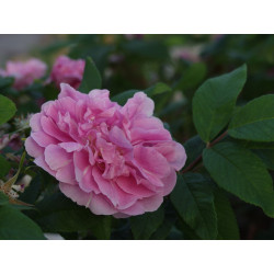Teresanruusu Rosa Viheraarni Therese Bugnet