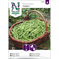 Taitepapu Nelson Garden Cogito, siemenet