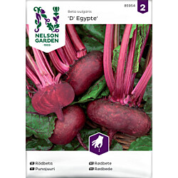 Punajuuri Nelson Garden D' Egypte, siemenet
