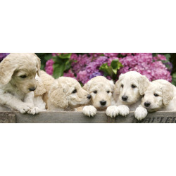 Kuvatapetti Dimex Labradour Puppies, 375x150cm, monivärinen