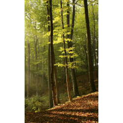Maisematapetti Dimex Forest, 150x250cm