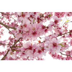 Kuvatapetti Dimex Apple Blossom, 375x250cm, vaaleanpunainen