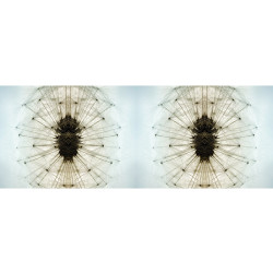 Valokuvatapetti Quattro Dandelion 8-osainen 372x280cm