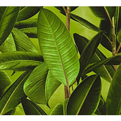 Tapetti A.S. Creations Nature Elements B2, 36201-1, vihreä