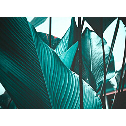 Kuvatapetti A.S. Creation Designwalls Leaf Stalks 2, 350x255cm, turkoosi
