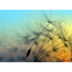 Kuvatapetti A.S. Creation Designwalls Flying Dandelion 1, 350x255cm, oranssi/sininen