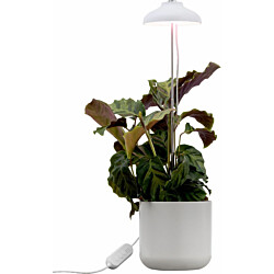 Kasvivalaisin Airam Iris, 5W, 240lm, IP20, valkoinen