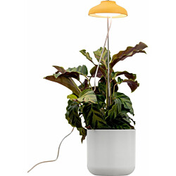 Kasvivalaisin Airam Iris, 5W, 240lm, IP20, keltainen
