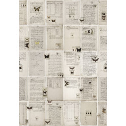 Kuvatapetti Rebel Walls The Butterfly Library, non-woven, mittatilaus