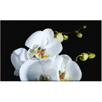 Kuvatapetti Artgeist Phalaenopsis, 270x450cm, musta