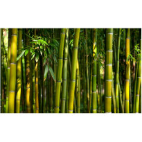 Kuvatapetti Artgeist Asian Bamboo Forest, 270x450cm