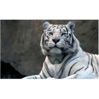 Kuvatapetti Artgeist Bengali tiger zoo, 270x450cm, harmaa