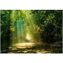 Sisustustarra Artgeist Road in Sunlight, eri kokoja