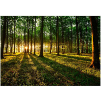 Sisustustarra Artgeist Spring: Morning in the Forest, eri kokoja