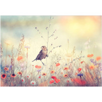 Sisustustarra Artgeist Field Bird, eri kokoja