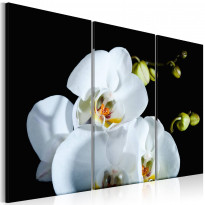 Canvas-taulu Artgeist Luminen orkidea, eri kokoja