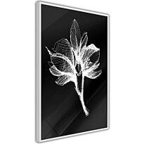 Juliste Artgeist Night Flower, kehyksillä, eri kokoja
