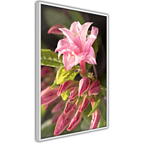 Juliste Artgeist Natural Pink, kehyksillä, eri kokoja