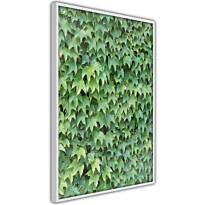 Juliste Artgeist Thick Ivy, kehyksillä, eri kokoja