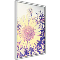 Juliste Artgeist Sunflower, kehyksillä, eri kokoja