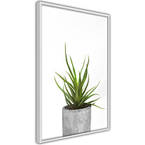 Juliste Artgeist Haworthia, kehyksillä, eri kokoja