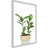 Juliste Artgeist Plant In Pot, kehyksillä, eri kokoja