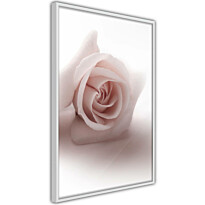 Juliste Artgeist Rose Shadow, kehyksillä, eri kokoja