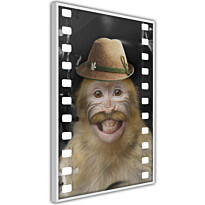Juliste Artgeist Monkey In Hat, kehyksillä, eri kokoja