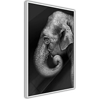Juliste Artgeist Portrait of Elephant, kehyksillä, eri kokoja