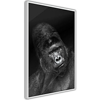 Juliste Artgeist Gorilla, kehyksillä, eri kokoja