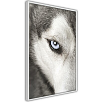 Juliste Artgeist Dog&#039;s Look, kehyksillä, eri kokoja
