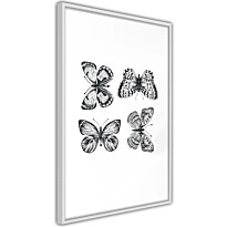 Juliste Artgeist Four Butterflies, kehyksillä, eri kokoja