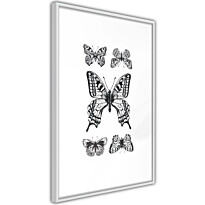 Juliste Artgeist Five Butterflies, kehyksillä, eri kokoja