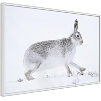Juliste Artgeist Rabbit, kehyksillä, eri kokoja
