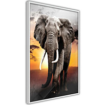 Juliste Artgeist Warm Savanna, kehyksillä, eri kokoja