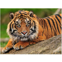 Kuvatapetti Artgeist Sumatran tiikeri, eri kokoja