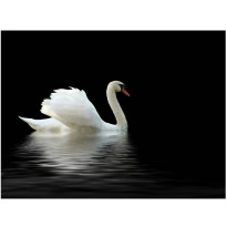 Kuvatapetti Artgeist Black and White Swan, eri kokoja