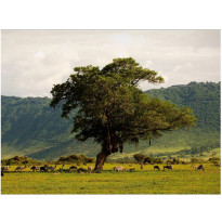 Maisematapetti Artgeist In a crater of Ngoro ngoro, eri kokoja