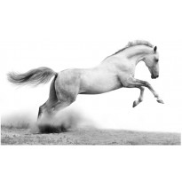 Kuvatapetti Artgeist White gallop, eri kokoja