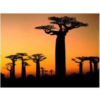 Maisematapetti Artgeist Afrikkalaiset Apinanleipäpuut, eri kokoja