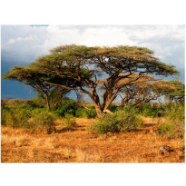 Maisematapetti Artgeist Samburu National Reserve, Kenia, eri kokoja