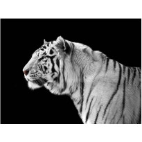 Kuvatapetti Artgeist Valkoinen tiikeri, eri kokoja