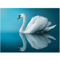 Kuvatapetti Artgeist Swan - reflection, eri kokoja